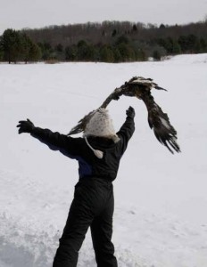 Golden Eagle being released.  Photo by Gerianne Carillo