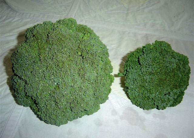 Broccoli grown with bio-char