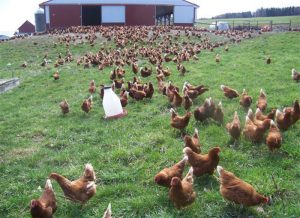 Chickens at Handsome Brook Farm