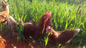 Roosters at Handsome Brook Farm