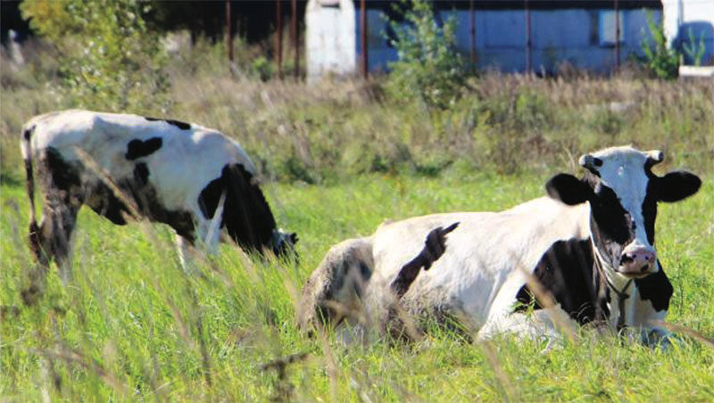 dairy cows